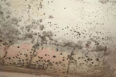 Ceiling Mold<br/> Removal